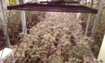 Scoperta in un capannone la serra della marijuana