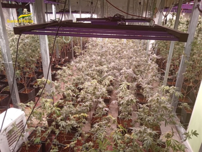 Scoperta in un capannone la serra della marijuana