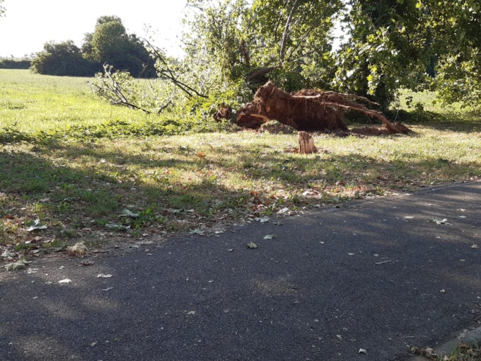 Cade un pioppo vicino alla ciclabile, paura in via Risorgimento