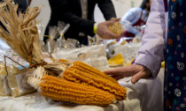 Il gusto degli antichi sapori: in Val Gandino c'è il Galà del Mais Spinato