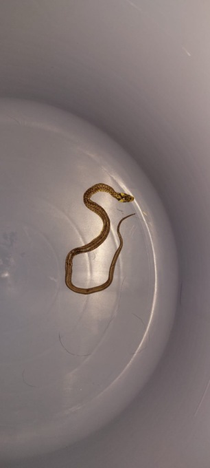 Lava i panni e dalla lavatrice spunta… un serpente