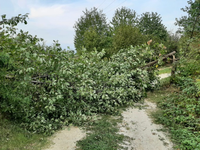 trezzo sull'adda vandali all'oasi la fornace tagliano piante e bloccano il sentiero