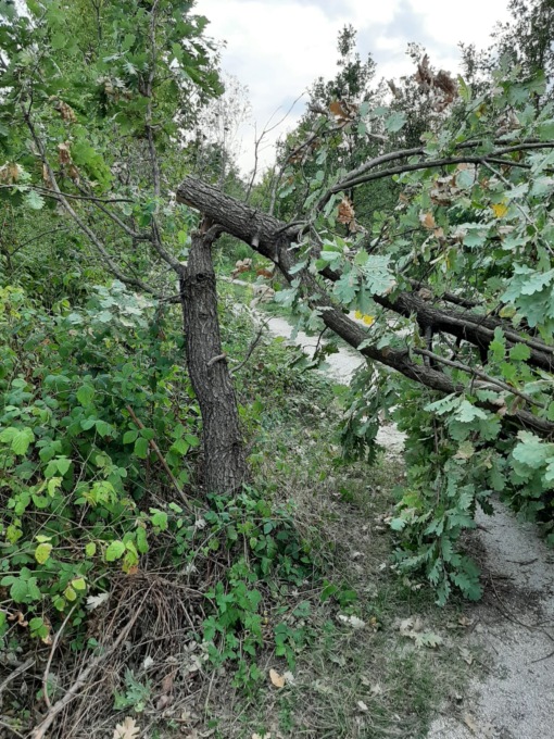 trezzo sull'adda vandali all'oasi la fornace tagliano piante e bloccano il sentiero