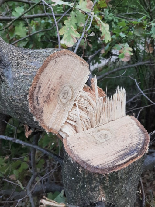 trezzo sull'adda vandali all'oasi la fornace tagliano piante e bloccano il sentiero