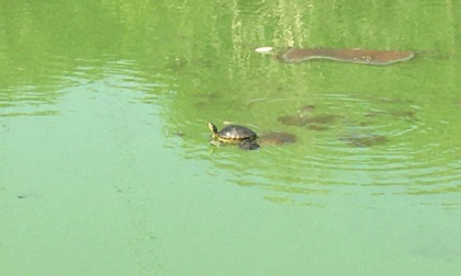 Salve le tartarughe dei laghetti prosciugati: hanno trovato una nuova "casa"