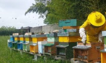 Apicoltori per un giorno: il centro storico si riempie di arnie e di miele