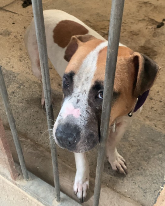 Pitbull salvati dal lager, le spese sono un salasso per il Comune