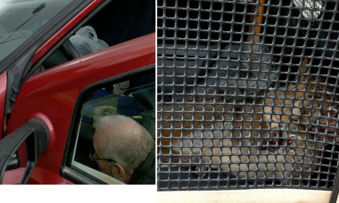 Scoiattolo investito e incastrato nel motore di un’auto, ma è salvo
