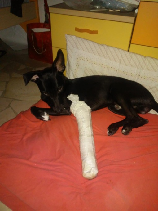 Travolto da un labrador senza guinzaglio: gara di solidarietà per operare “Yuki”