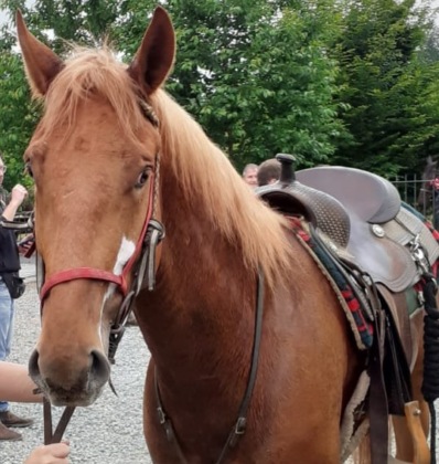 Istruttore di equitazione arrestato per abusi sulle allieve minorenni: insegnava ai confini della Martesana