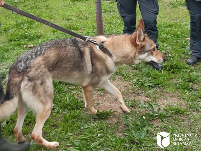 cane lupo cecoslovacco
