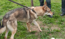 Sequestrato cane lupo cecoslovacco: aveva morsicato anche dei bambini