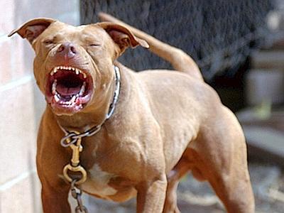 Anziana a passeggio azzannata da un pitbull senza guinzaglio