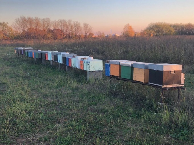 trezzo sull'adda oasi la fornace bambini piantano alberi per api e insetti impollinatori