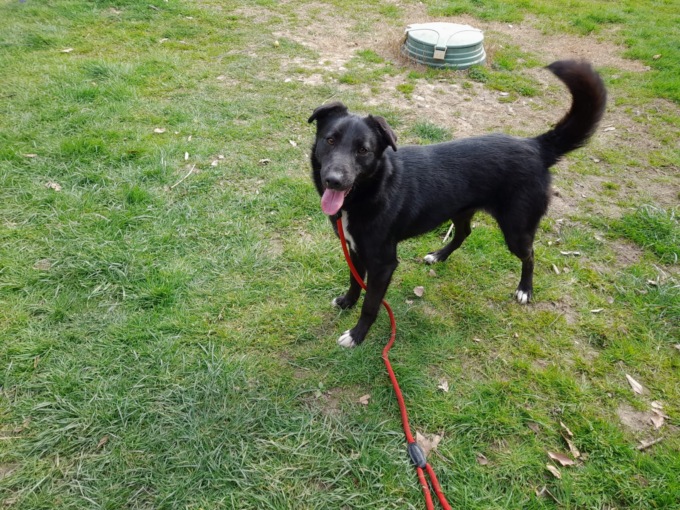 Multe raddoppiate per i padroni che non rimuovono le deiezioni (anche liquide) dei cani