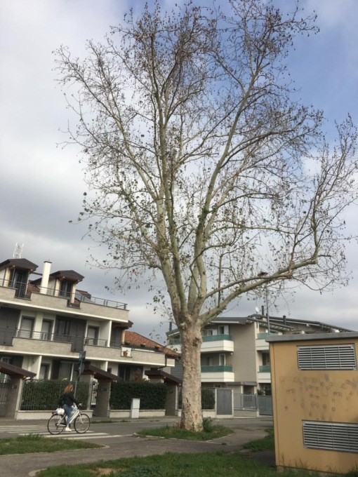 Due grossi platani a Carugate sono malati: dovranno essere abbattuti