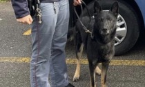 Spaccio e mazze da baseball, operazione con i cani antidroga: sei denunciati