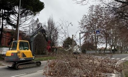 Viale Lombardia a Trezzo sull'Adda va messa in sicurezza, al via l'abbattimento di 19 alberi