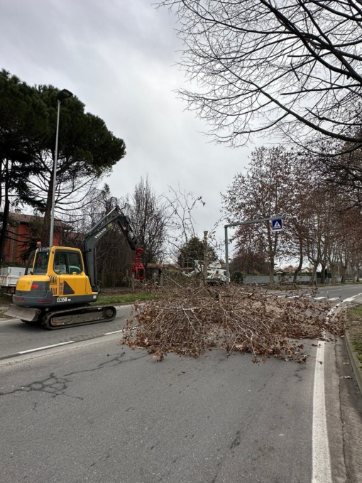 Viale Lombardia a Trezzo sull’Adda va messa in sicurezza, al via l’abbattimento di 19 alberi