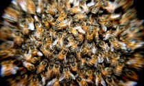 Temperature sopra la medie, le api di Trezzo sull'Adda sono già uscite dagli alveari per cercare i fiori