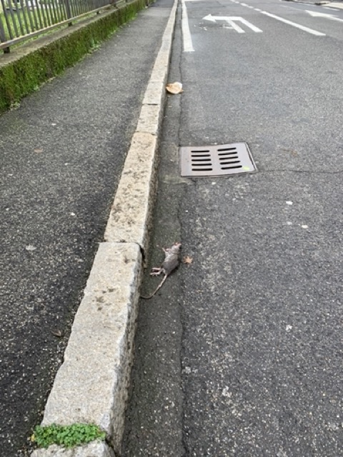 Topi e spazzatura dopo la pulizia delle strade a Melzo