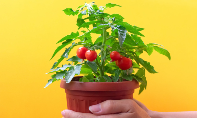 Da domani in edicola con le Gazzette i  semi di pomodori ciliegino