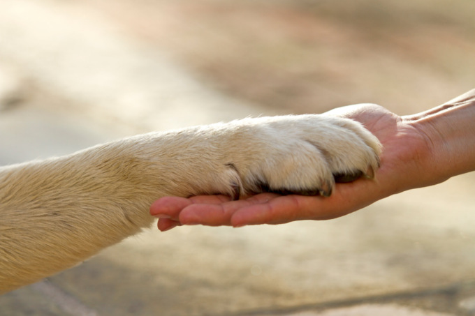 Batti la zampa! L’importanza della relazione con gli animali