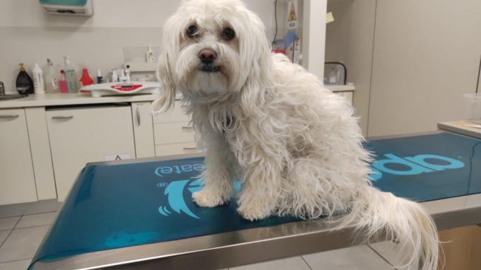Cani e gatti avvelenati a Pozzo D’Adda, i cittadini lanciano l’allarme