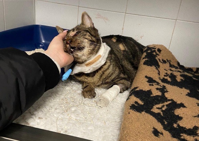 Gatto investito da un pirata a Cologno Monzese, salvato da una ragazza che lo ha caricato in auto