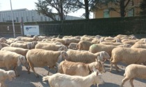 Altro che camion in zona industriale, Pessano  e Gorgonzola sono invase... dalle pecore