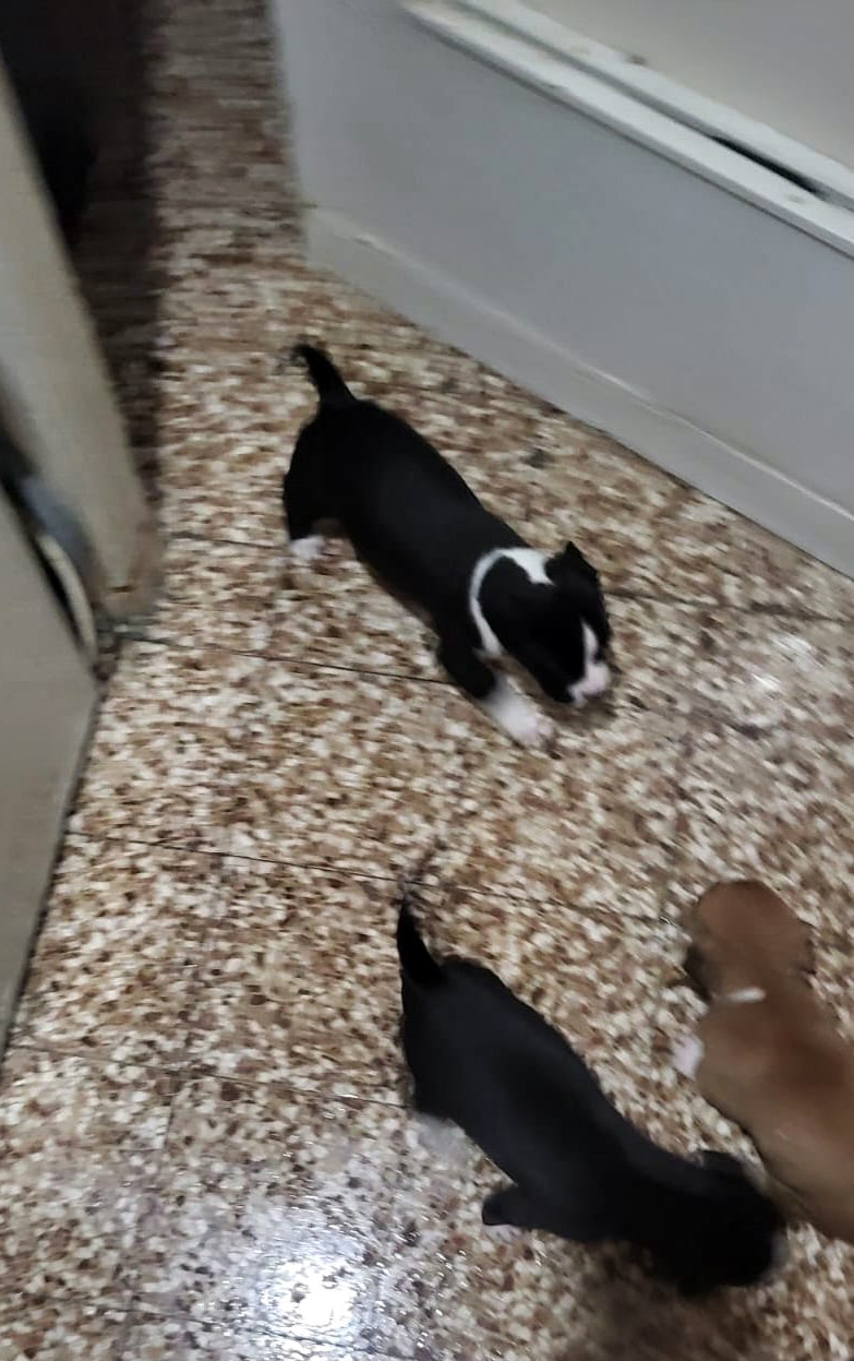 3 cuccioli