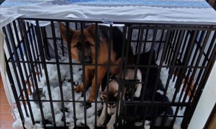 Cuccioli di cane segregati in gabbia: salvati dalla Polizia Locale di Pioltello