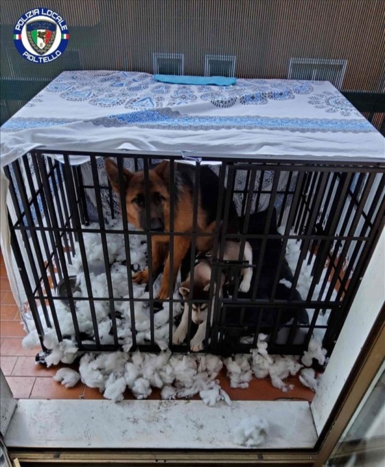 Cuccioli di cane segregati in gabbia: salvati dalla Polizia Locale di Pioltello