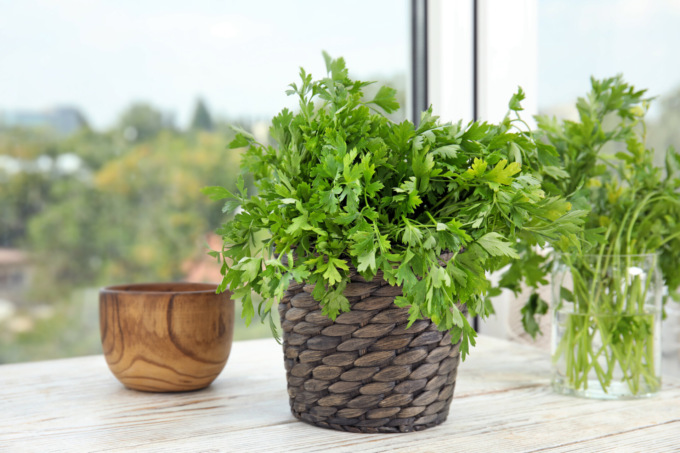 Prezzemolo: fresca e profumata erba aromatica
