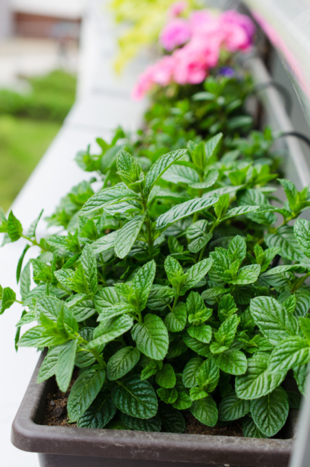 Menta piperita: aroma unico, fresco e pungente