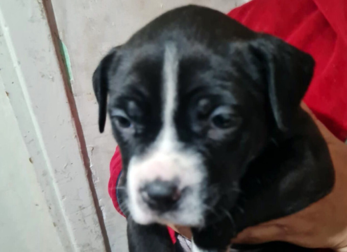 Cuccioli di cane venduti illegalmente salvati dalle guardie zoofile a Pioltello