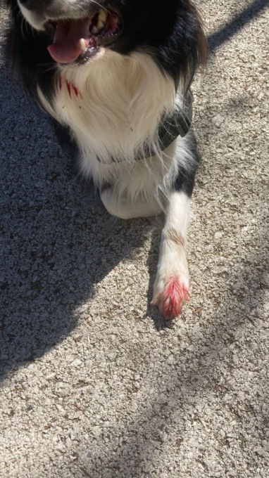 Vetri per terra a Cassano d’Adda, cane ferito a una zampa