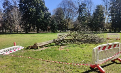 Il vento ha sradicato un albero nel parco di Gorgonzola