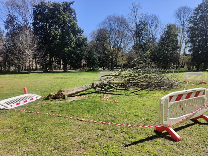 Il vento ha sradicato un albero nel parco di Gorgonzola