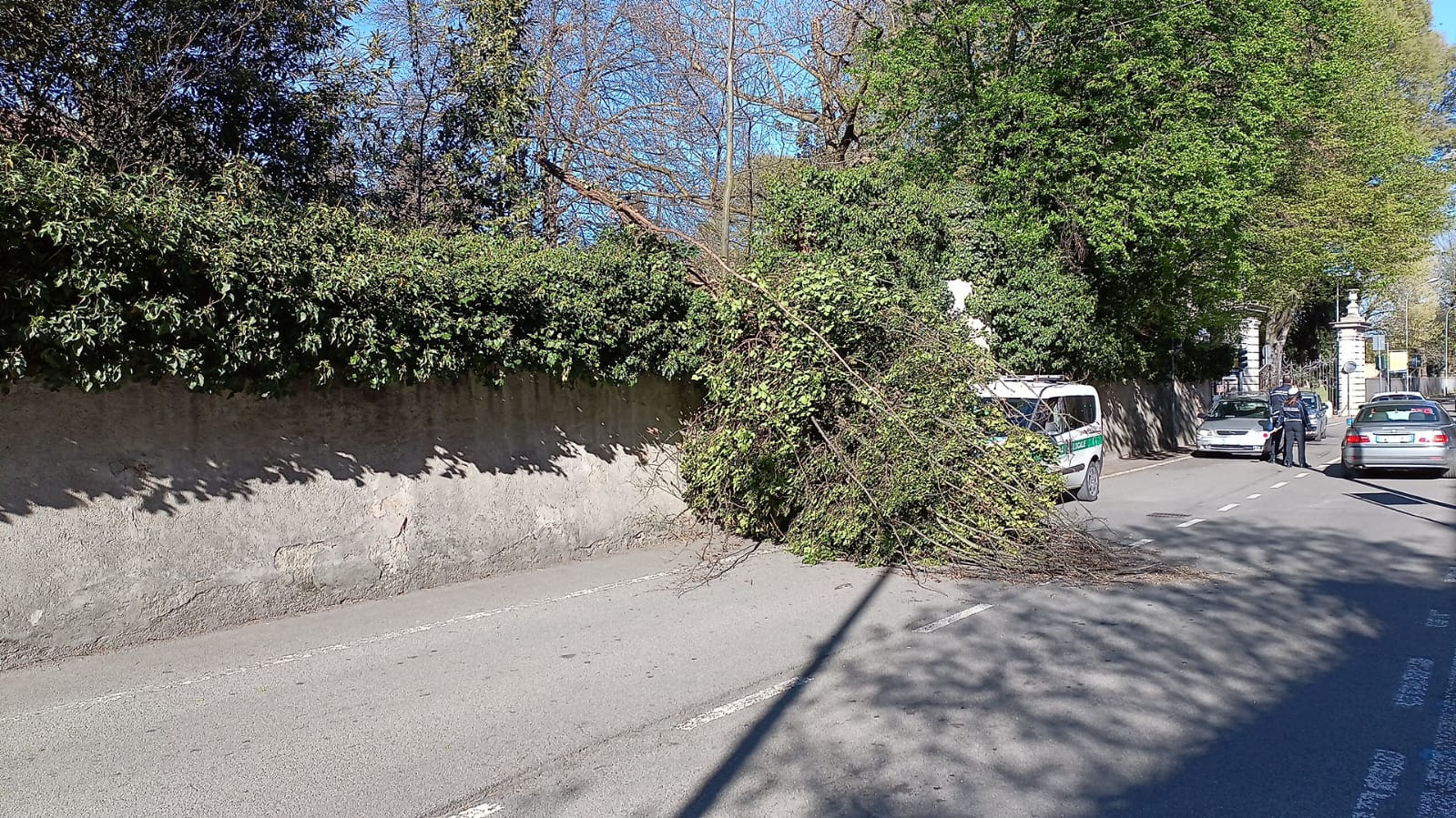 Cernusco sul Naviglio albero caduto in via cavour