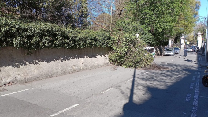 Cernusco sul Naviglio albero caduto in via cavour. polizia locale sul posto