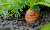 Con le Gazzette un nuovo regalo "green": oggi in edicola le carote