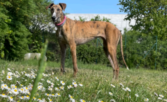 Brembate, domenica primo ritrovo dei levrieri alla Happy dog