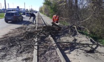 Vento forte: alberi caduti sulla Provinciale, colpita un'auto a Trezzo