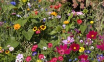 Balconi fioriti con la Gazzetta della Martesana e dell'Adda:  in regalo i fiori per api