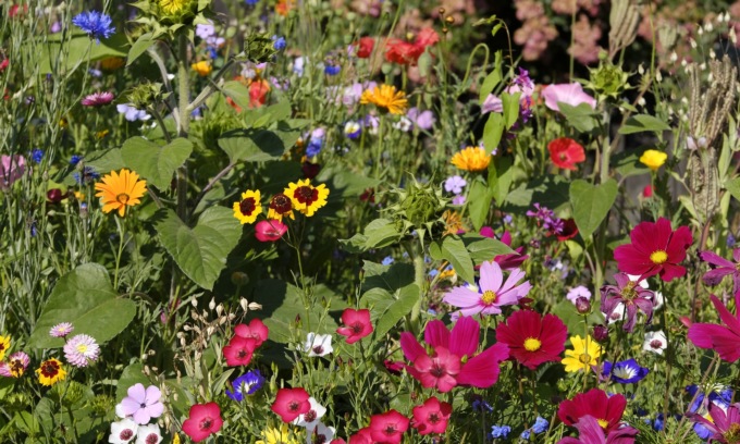 Balconi fioriti con la Gazzetta della Martesana e dell’Adda:  in regalo i fiori per api
