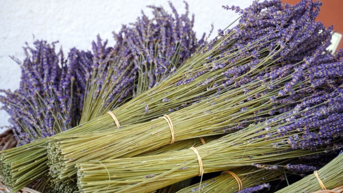 Questa settimana con la Gazzetta della Martesana e dell’Adda la profumatissima lavanda