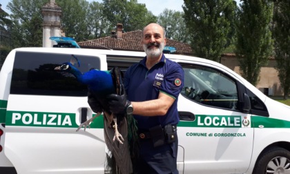 Pavone in fuga a Gorgonzola salvato dagli agenti della Polizia Locale