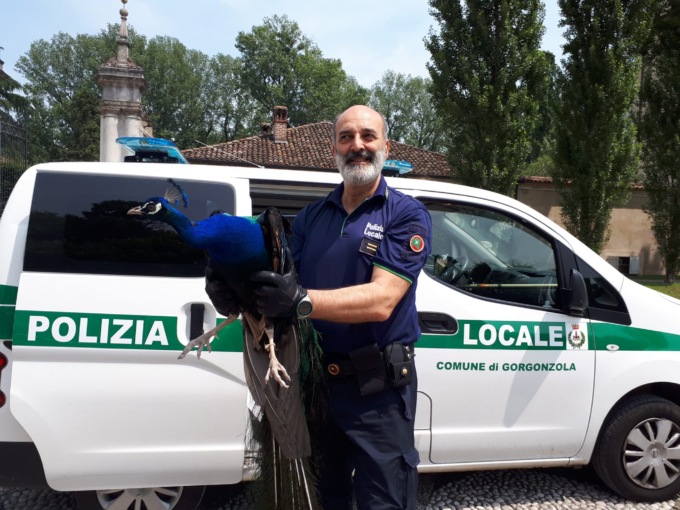Pavone in fuga a Gorgonzola salvato dagli agenti della Polizia Locale