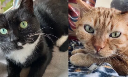 Hanno perso la loro "mamma umana" affetta da Alzheimer, due gatti cercano una nuova casa